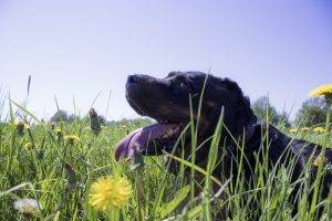dog, Animals, Tongues, Grass, Yellow Flowers, Dandelion
