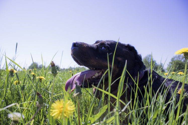 dog, Animals, Tongues, Grass, Yellow Flowers, Dandelion HD Wallpaper Desktop Background