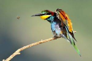 nature, Animals, Bee eaters, Birds, Bees