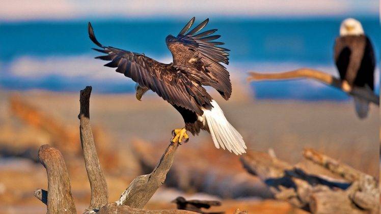 nature, Animals, Dead Trees, Eagle, Birds HD Wallpaper Desktop Background