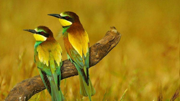 nature, Animals, Birds, Bee eaters HD Wallpaper Desktop Background