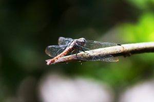 nature, Dragonflies