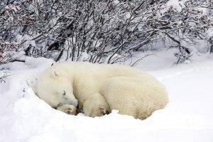 nature, Animals, Winter, Snow, Polar Bears