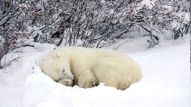 nature, Animals, Winter, Snow, Polar Bears HD Wallpaper Desktop Background