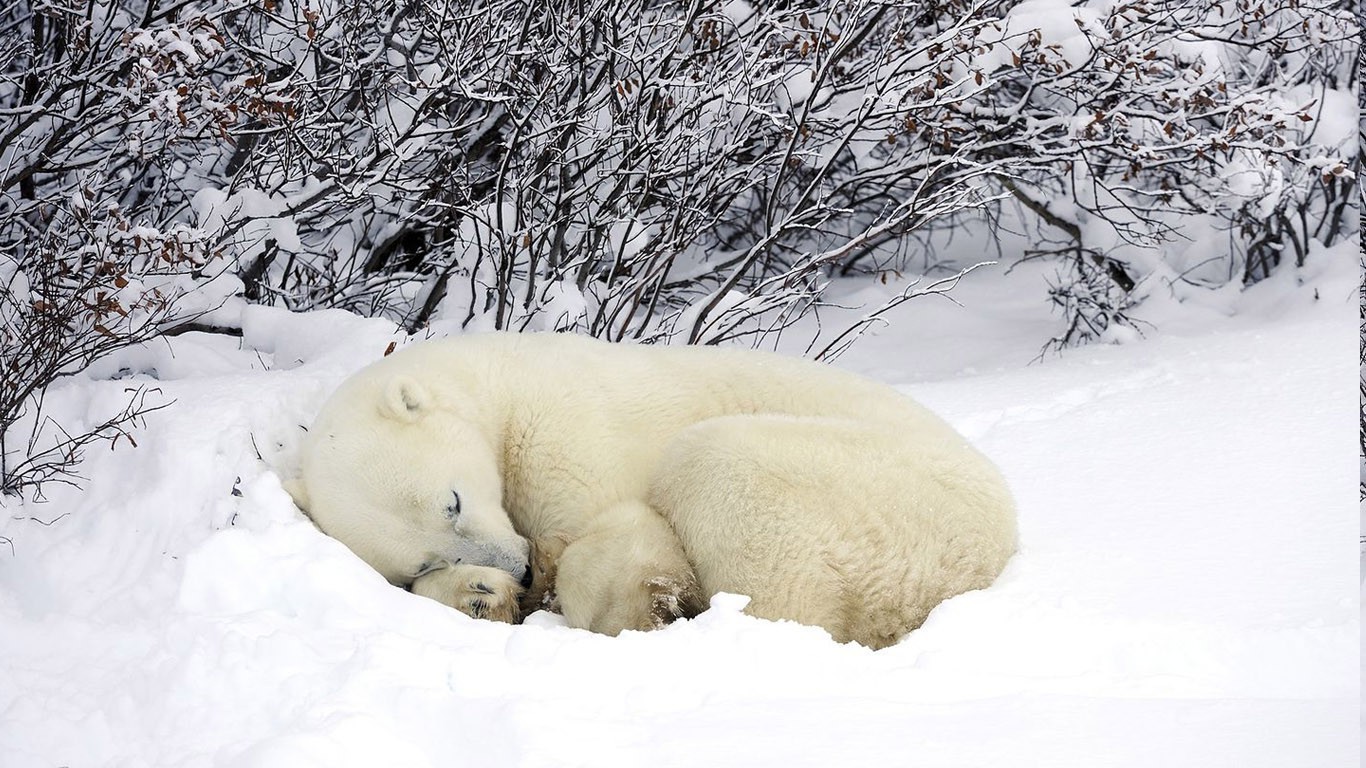 nature, Animals, Winter, Snow, Polar Bears Wallpaper