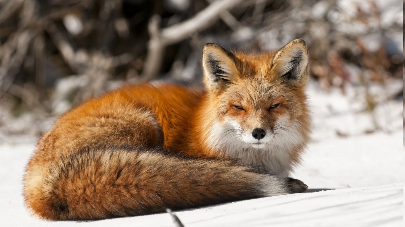 nature, Animals, Fox, Snow Wallpapers HD / Desktop and ...