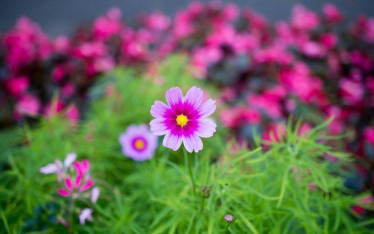 flowers, Macro, Pink, Cosmos (flower) HD Wallpaper Desktop Background
