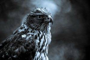 hawks, Monochrome, Animals