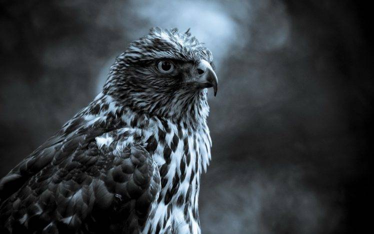 hawks, Monochrome, Animals HD Wallpaper Desktop Background