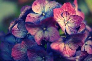 pink, Purple, Hydrangea, Flowers