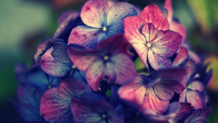 pink, Purple, Hydrangea, Flowers HD Wallpaper Desktop Background