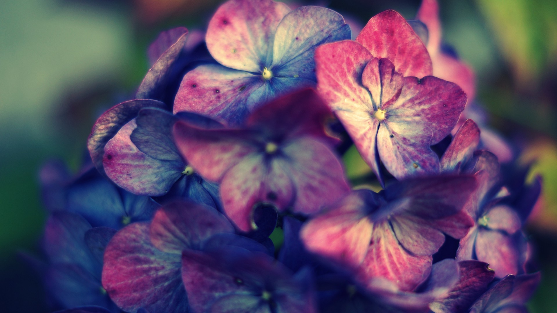 pink, Purple, Hydrangea, Flowers Wallpaper