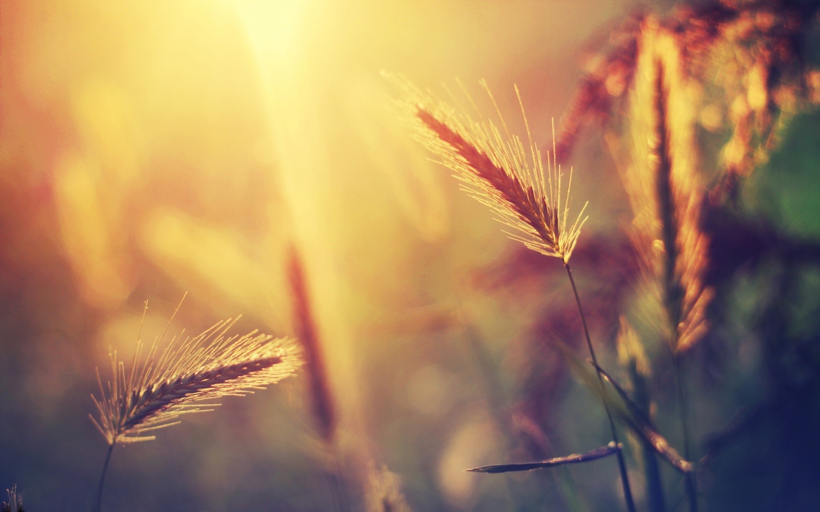 spikelets, Sunlight, Nature Wallpaper