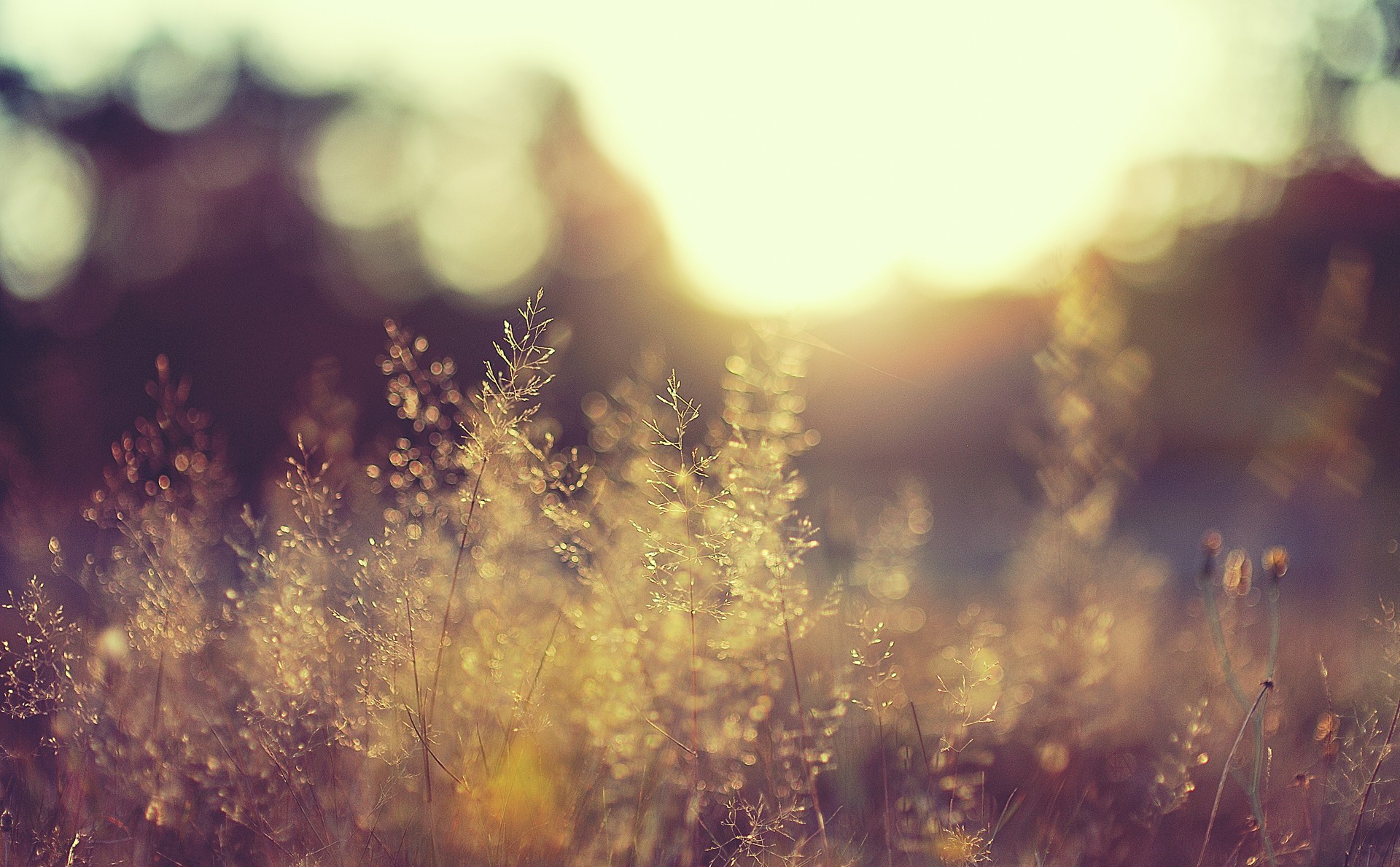 nature, Macro Wallpaper