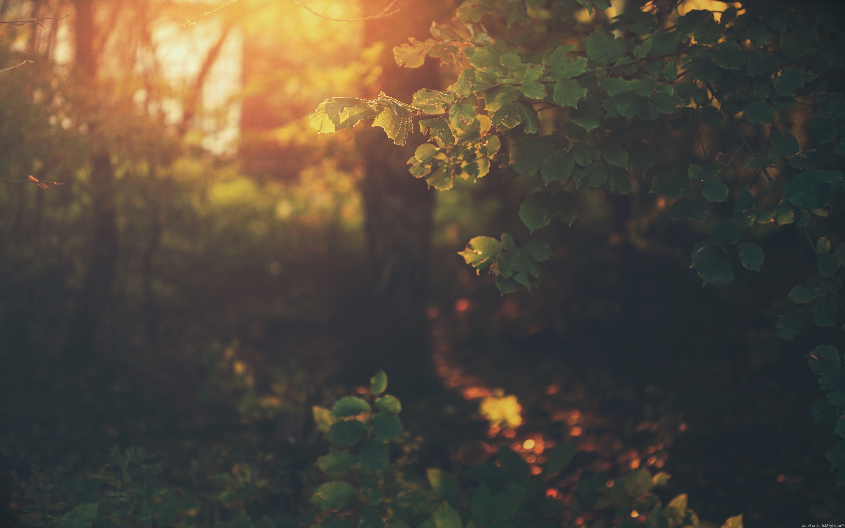 nature Wallpaper