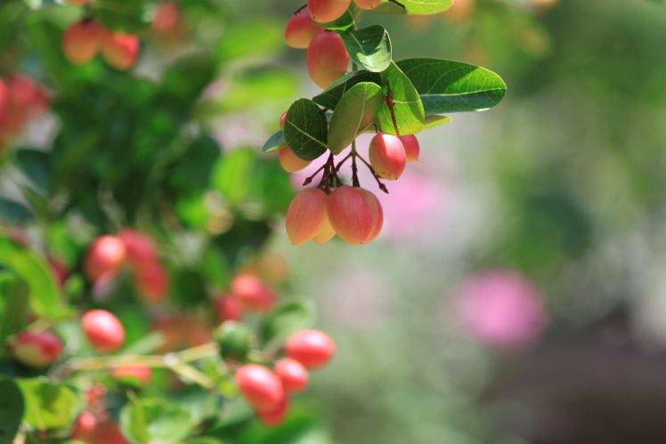 fruit, Macro, Nature HD Wallpaper Desktop Background