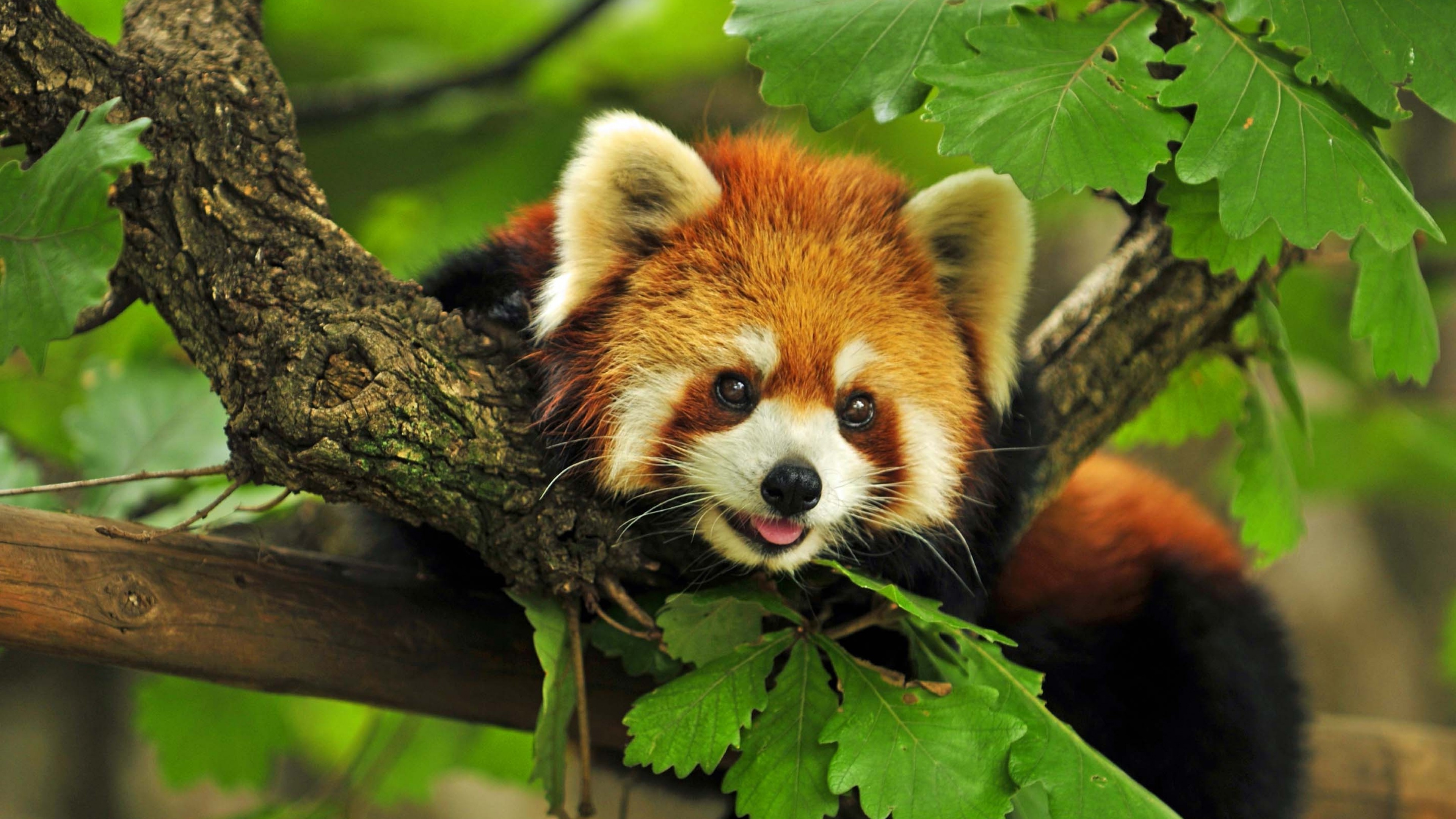 red Panda, Nature Wallpaper