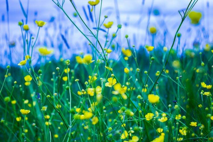 flowers, Depth Of Field, Grass, Nature, Yellow Flowers, Russia HD Wallpaper Desktop Background