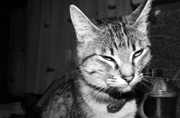 cat, Animals, Nature HD Wallpaper Desktop Background