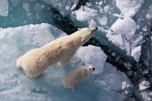 polar Bears, Cubs, Ice, Looking Up, Baby Animals