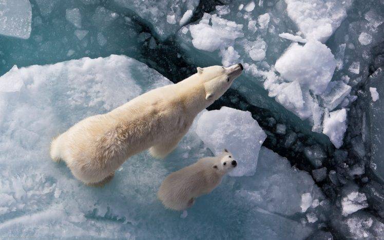 polar Bears, Cubs, Ice, Looking Up, Baby Animals HD Wallpaper Desktop Background