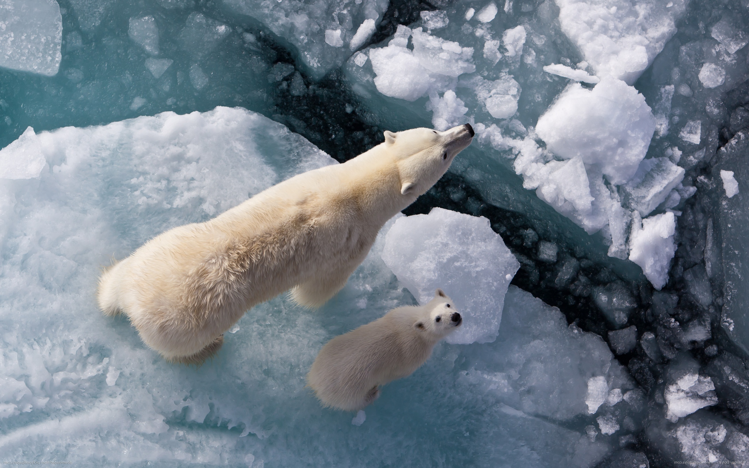 polar Bears, Cubs, Ice, Looking Up, Baby Animals Wallpaper