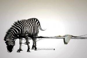 Desktopography, Zebras, Digital Art