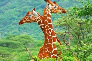 giraffes, Animals