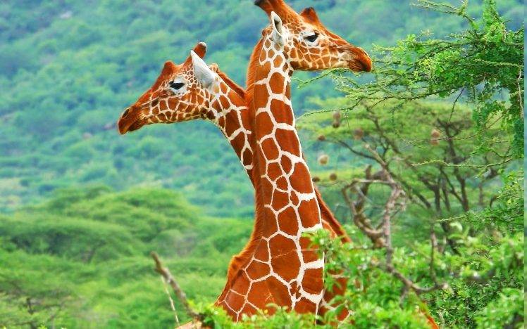 giraffes, Animals HD Wallpaper Desktop Background