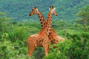 giraffes, Animals, Forest