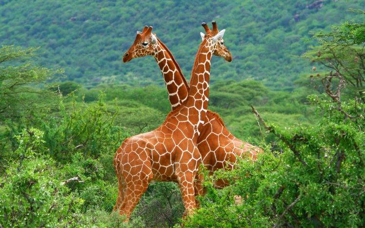 giraffes, Animals, Forest HD Wallpaper Desktop Background