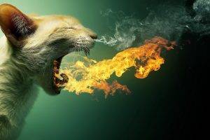 cat, Fire, Digital Art, Smoke