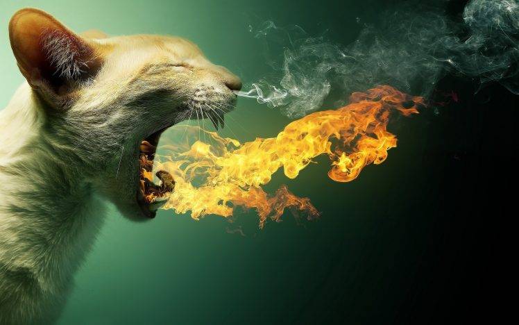 cat, Fire, Digital Art, Smoke HD Wallpaper Desktop Background