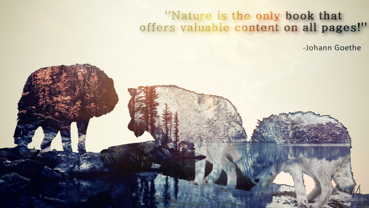 nature, Wolf, Landscape HD Wallpaper Desktop Background