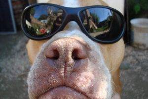 sunglasses, Dog, Animals, Reflection
