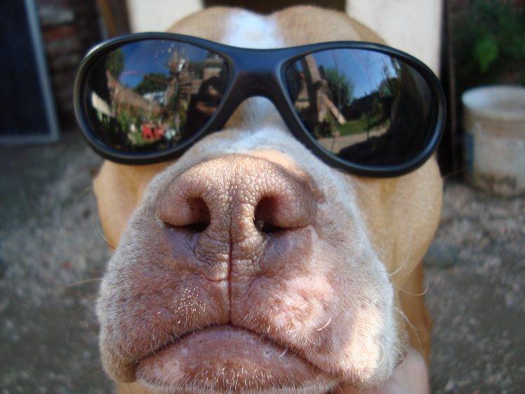 sunglasses, Dog, Animals, Reflection HD Wallpaper Desktop Background