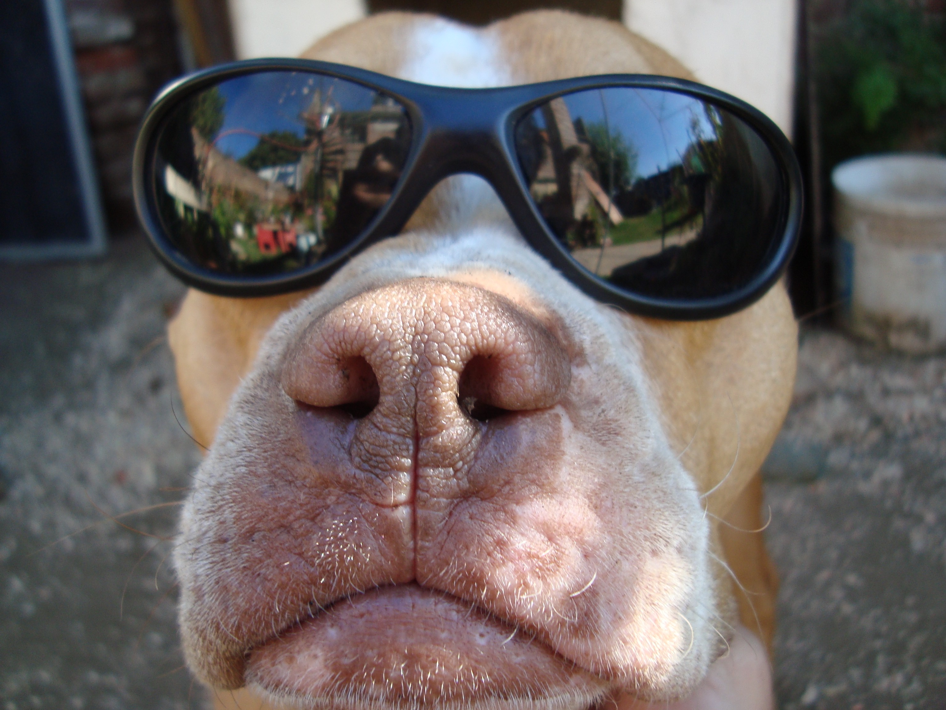 sunglasses, Dog, Animals, Reflection Wallpaper