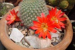 flowers, Cactus