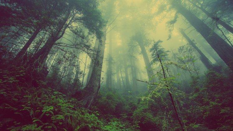 nature, Trees, Forest, Mist, Wood, Leaves, Plants, Worms Eye View HD Wallpaper Desktop Background