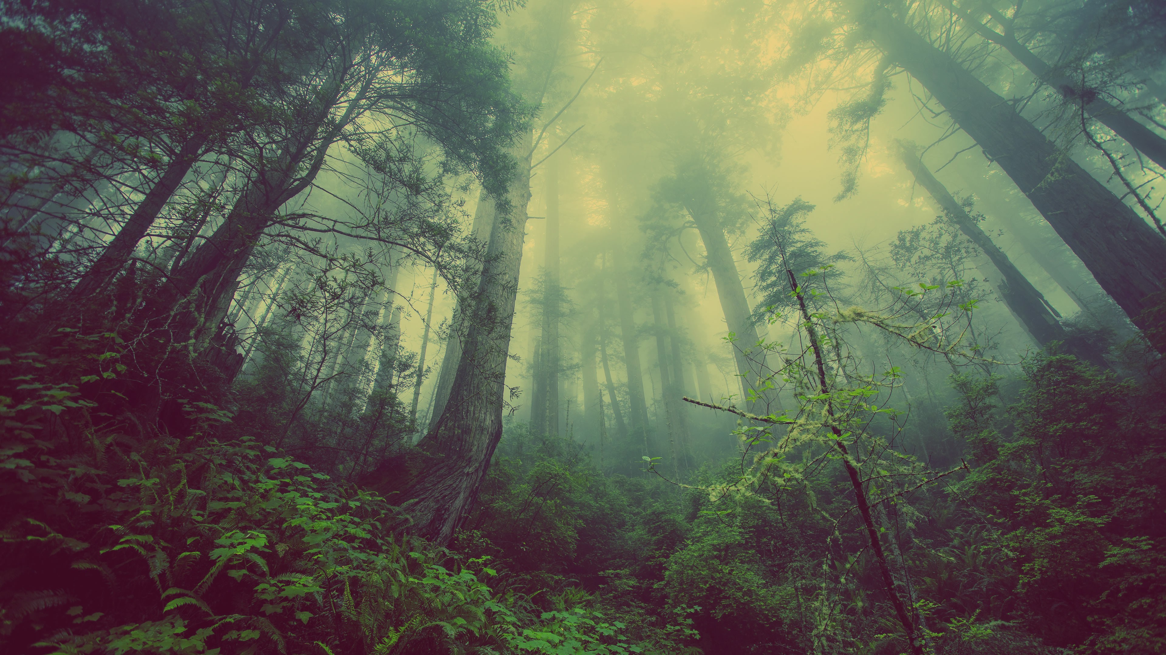 nature, Trees, Forest, Mist, Wood, Leaves, Plants, Worms Eye View