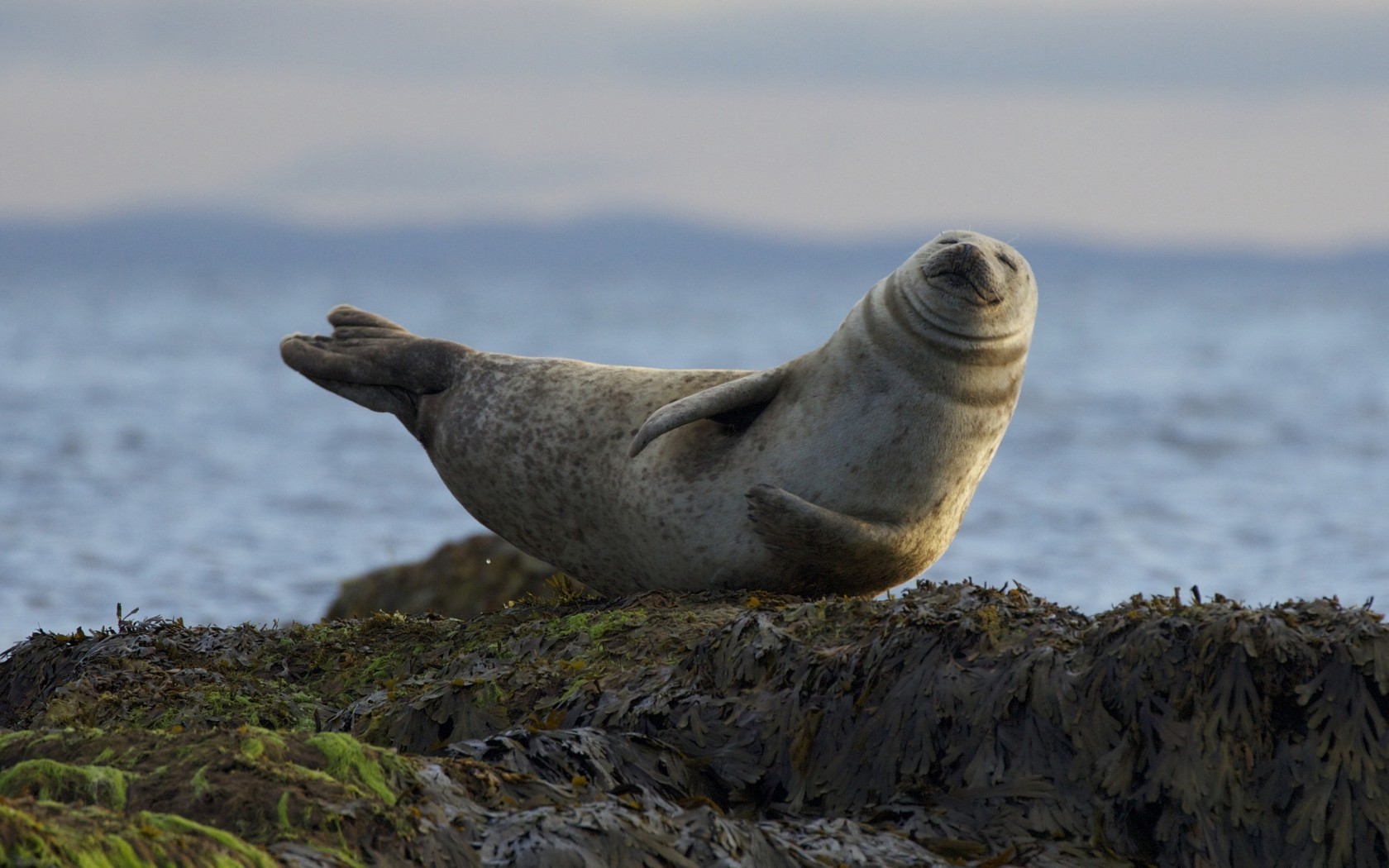 seals, Animals Wallpaper
