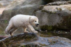 polar Bears, Animals, Baby Animals, Rock