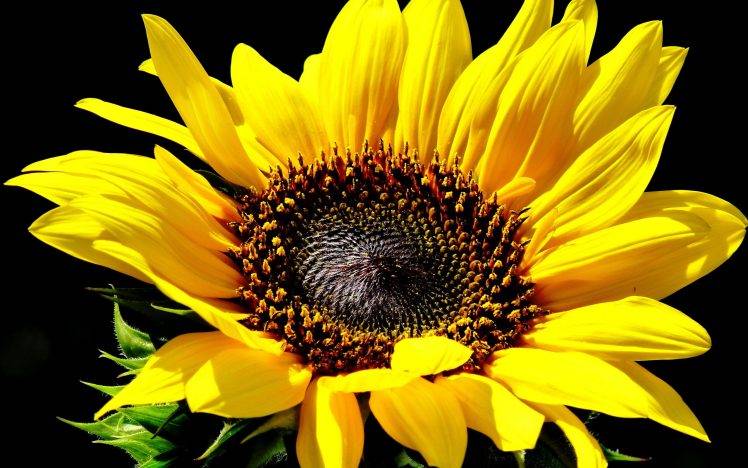 flowers, Sunflowers HD Wallpaper Desktop Background
