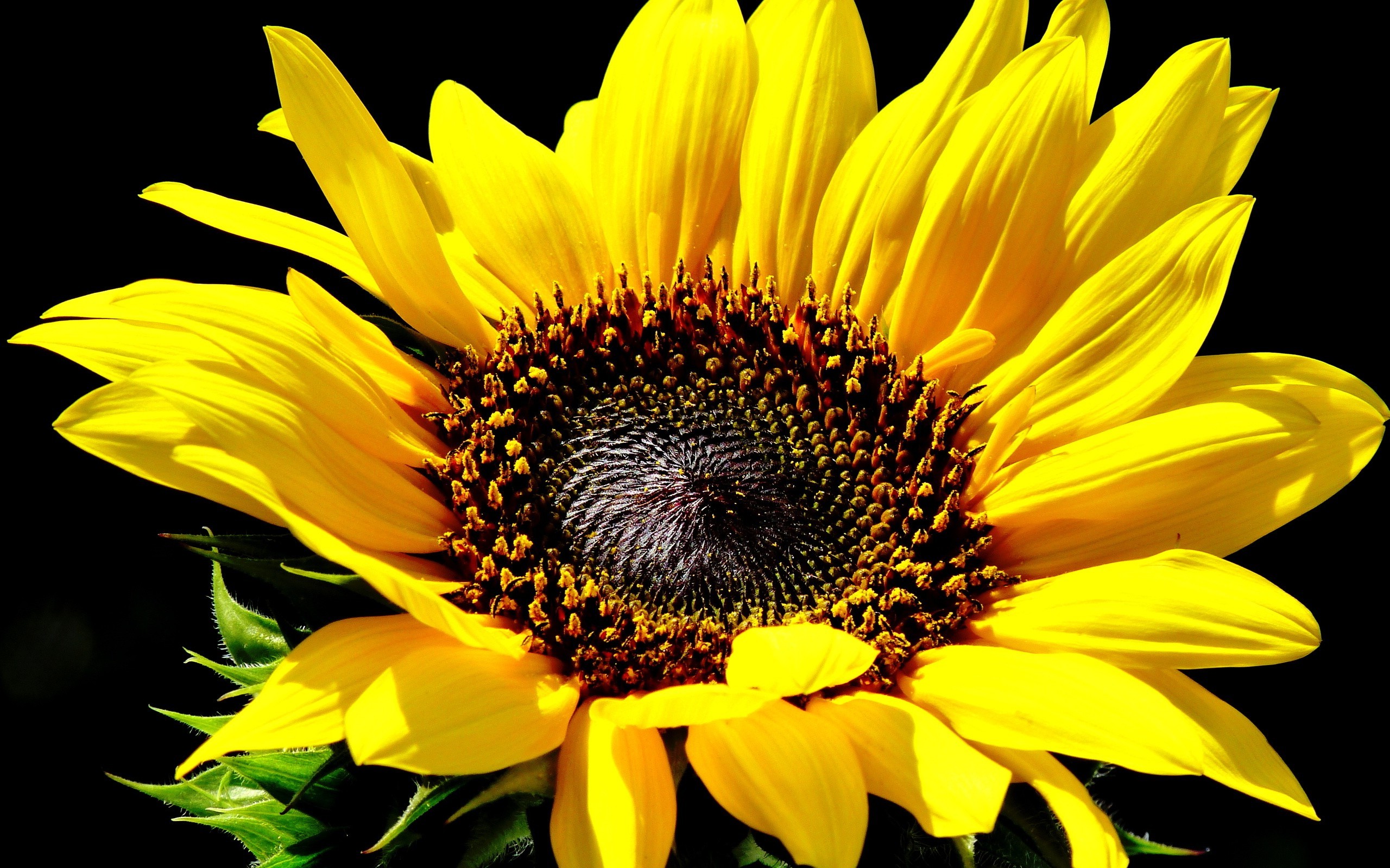 flowers, Sunflowers Wallpapers HD / Desktop and Mobile ...