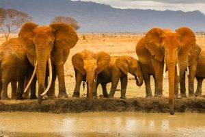 elephants, Animals, River
