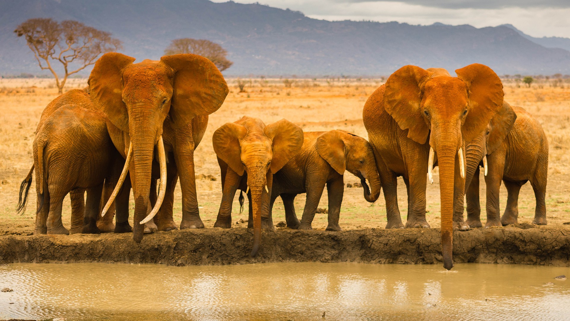 elephants, Animals, River Wallpaper