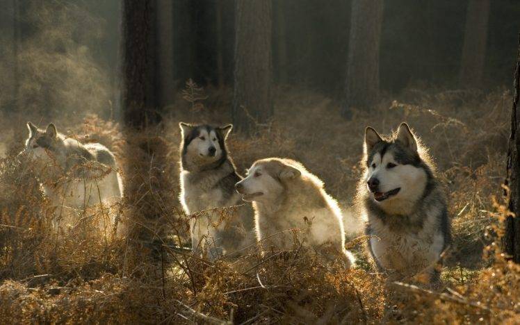 animals, Wolf, Forest HD Wallpaper Desktop Background
