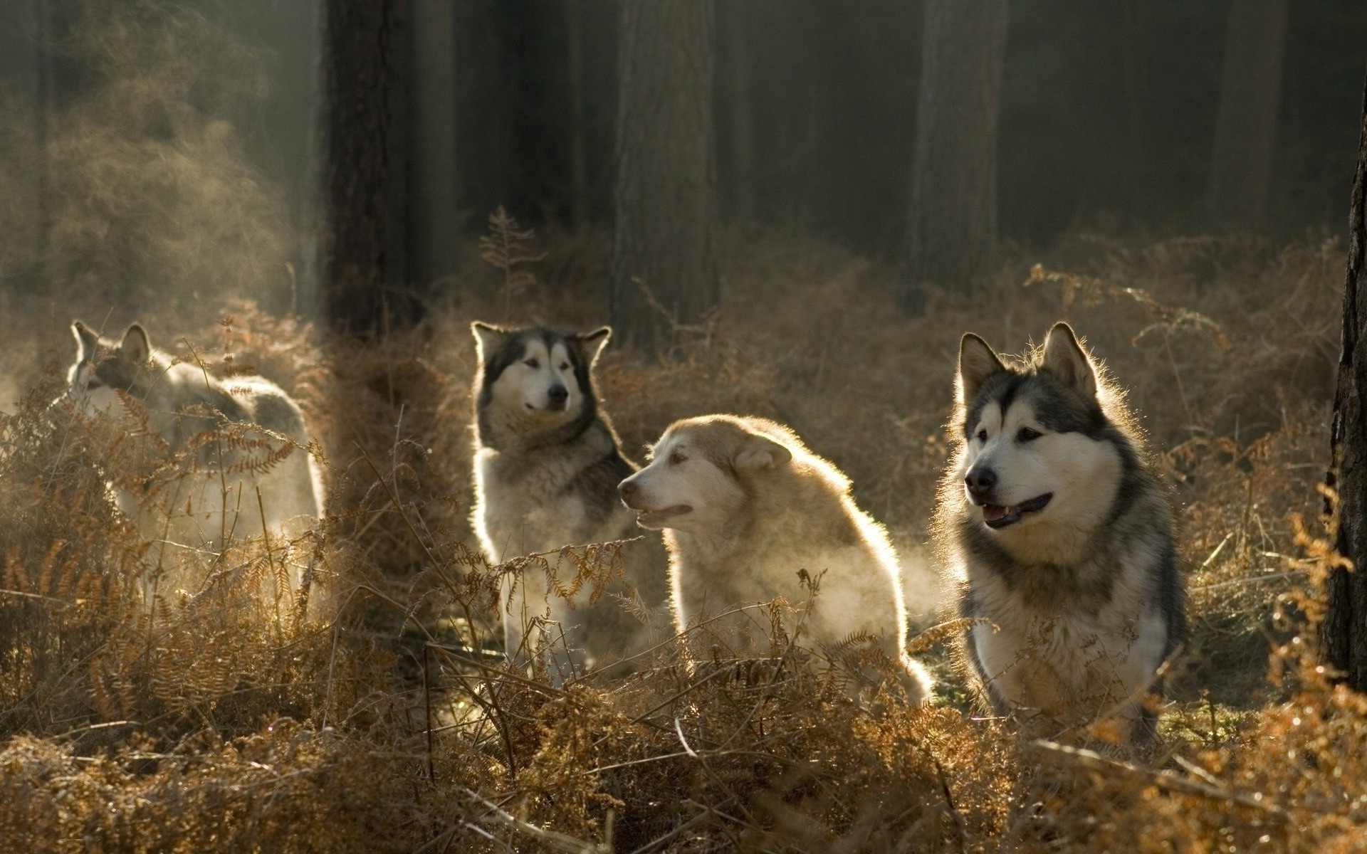 animals, Wolf, Forest Wallpaper
