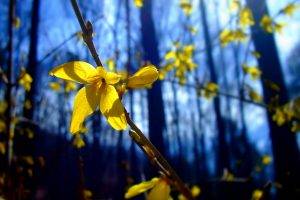 flowers, Nature, Depth Of Field, Twigs, Yellow Flowers, Forsythia