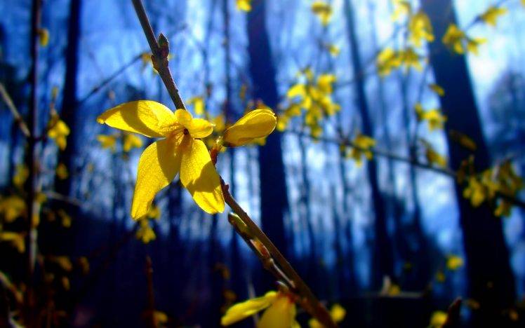 flowers, Nature, Depth Of Field, Twigs, Yellow Flowers, Forsythia HD Wallpaper Desktop Background
